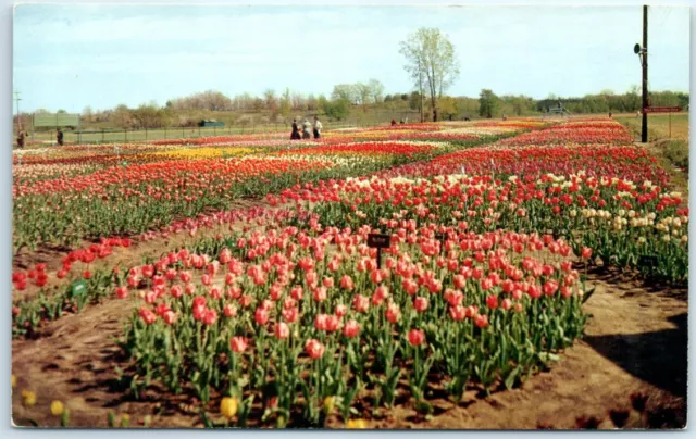 Postcard - Van Bragt Tulip Farms - Holland, Michigan