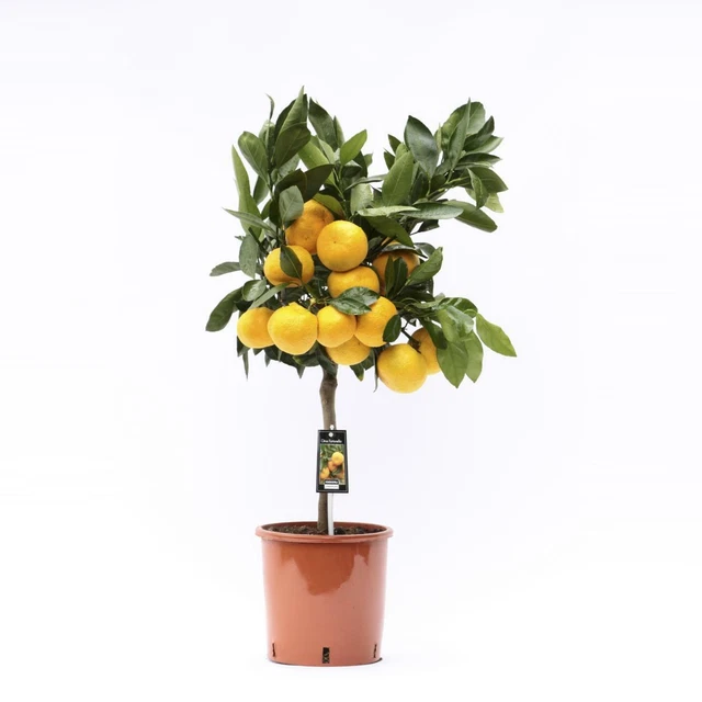 SATSUMAMANDARINE 80 CM Citrus unshiu Satsumabaum Citrus EUR 29