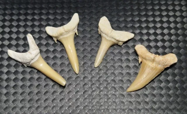 1x Natural Sand Tiger Shark Tooth Fossil (From 1 To 12 Million Years Old)