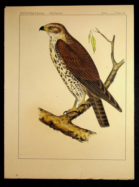 1859 Hand Colored Bird Print USPRR EXP & Surveys Plate XV Hawk