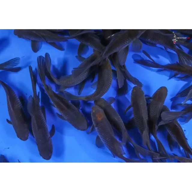 2" - 3" Blue, Black and Bronze Splash Comet Goldfish - LIVE FISH