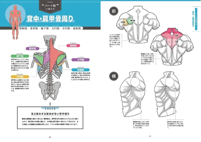 HOW TO DRAW Manga Draw muscles! Understand structure by body part ...