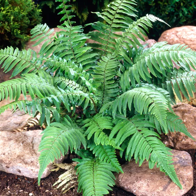 Dryopteris Atrata Cycadina Shaggy Wood Fern Semi-Evergreen Outdoor Hardy Plant