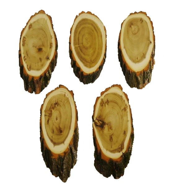 5 Pieza Ciervo Escudo de Trofeo Acacia Grande Corzo Cornamenta Baumscheibe Af