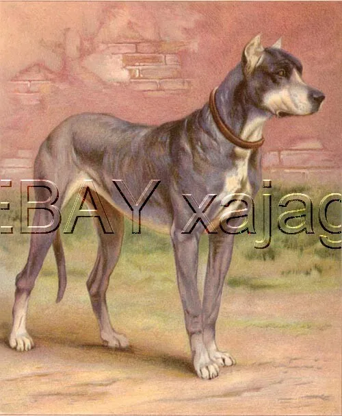 DOG Great Dane, Large Antique Chromolith 1890s Print