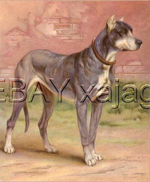 DOG Great Dane, Large Antique Chromolith 1890s Print