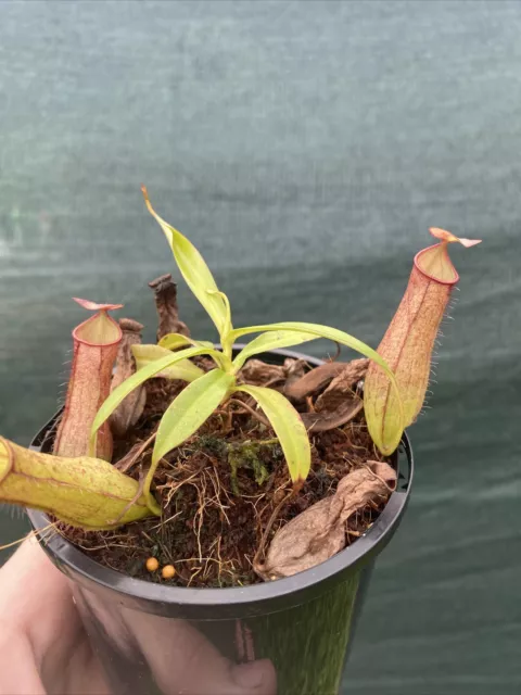 Nepenthes Gracilis Pink, tropical pitcher plant, carnivorous