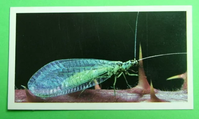 John Player & Son,  Doncella. Lacewing  Card No 19