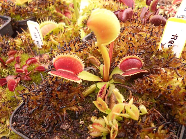 Dionaea muscipula "Red grenn"