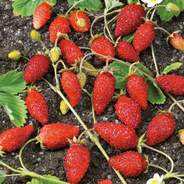 🌸 Strawberry Alpine Varon Von Solemacher uk finest genuine 70 seeds.