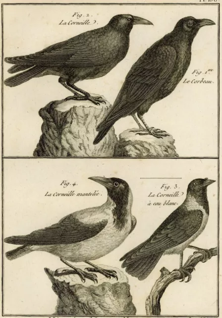 Oiseau Corneille & Corbeau Ornithologie Gravure originale XVIIIe