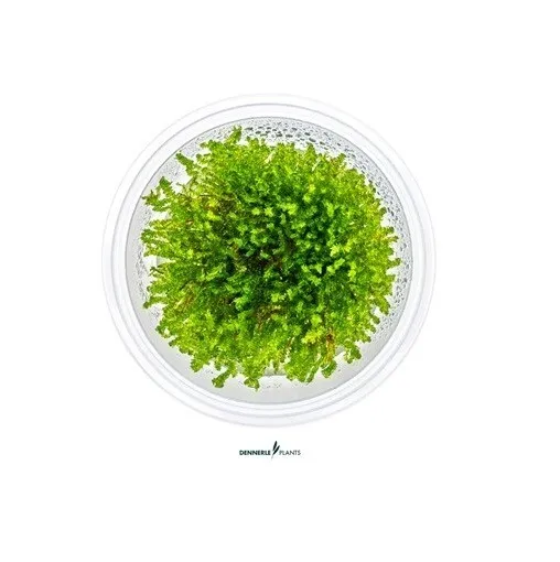 Vesicularia ferriei 'Weeping Moss' - Invitro Aquarienpflanze Moos Dennerle 30066