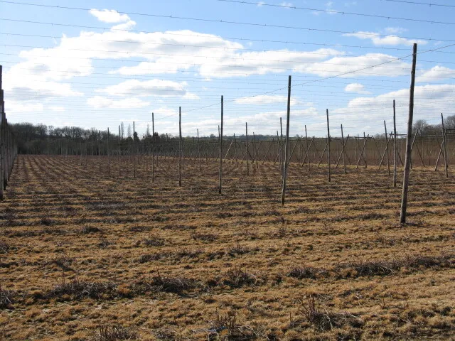 Photo 6x4 Hop Poles In Waiting Grittlesend The large hop field near Stock c2009