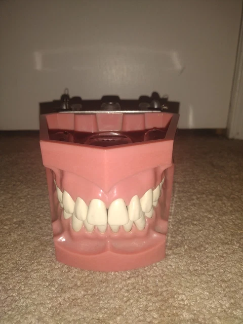 Rare 1900 COLUMBIA DENTOFORM CORP #862 mechanical working DENTAL TEACHING MODEL