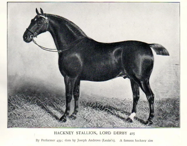 Equestrian Horse HACKNEY STALLION Derby Antique Print c1905