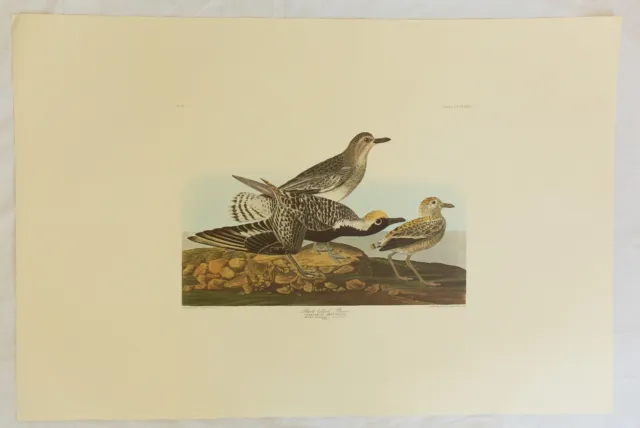 The Birds of America. Audubon. Black-bellied Plover. Amsterdam Edition.