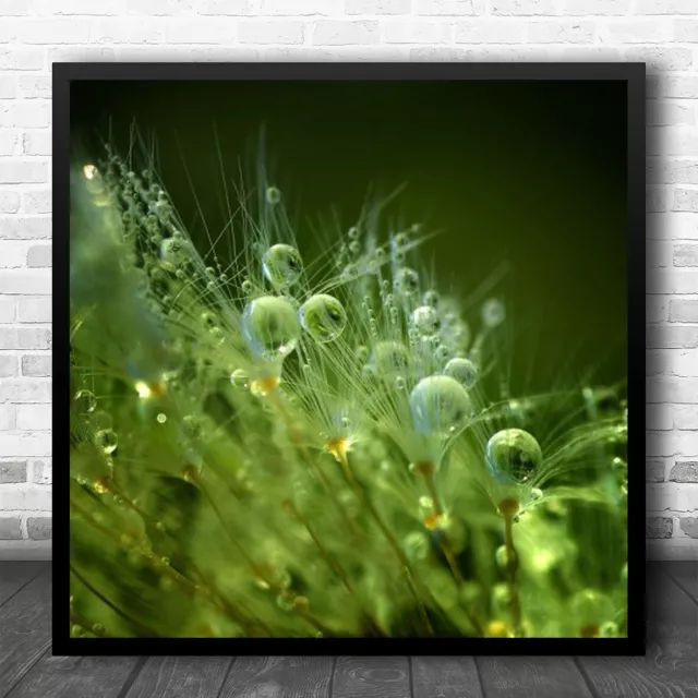 Dew Morning Pearls Feather Feathers Pearl Pearls Water Drop Drops Square Print