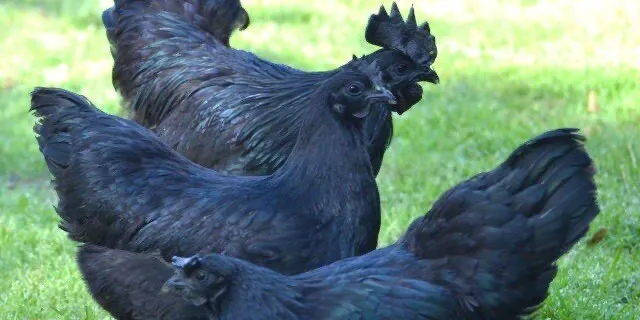 6 Rare Ayam Cemani chicken hatching eggs