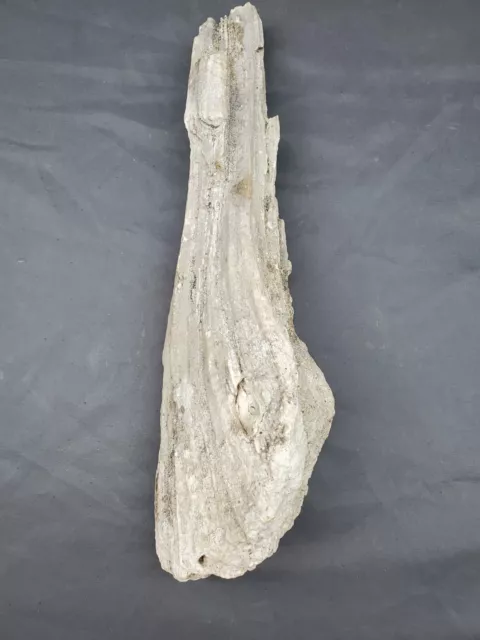 Petrified Wood (branch)
