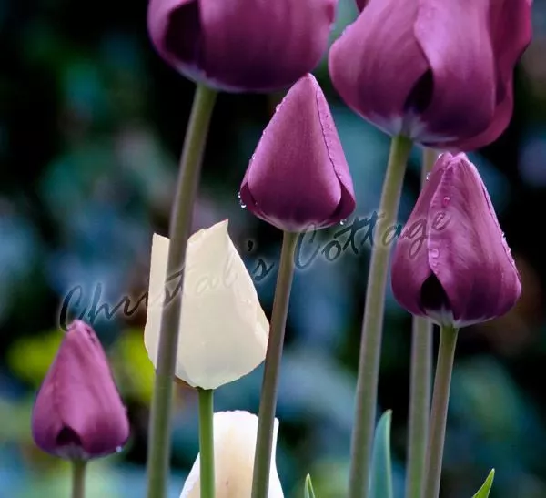 Purple & White Mixed Tulip Spring Flowering Gardening Bulb Corm Perennial Plant