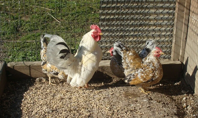 10 ++ Serama Hatching Eggs Smooth Feathered
