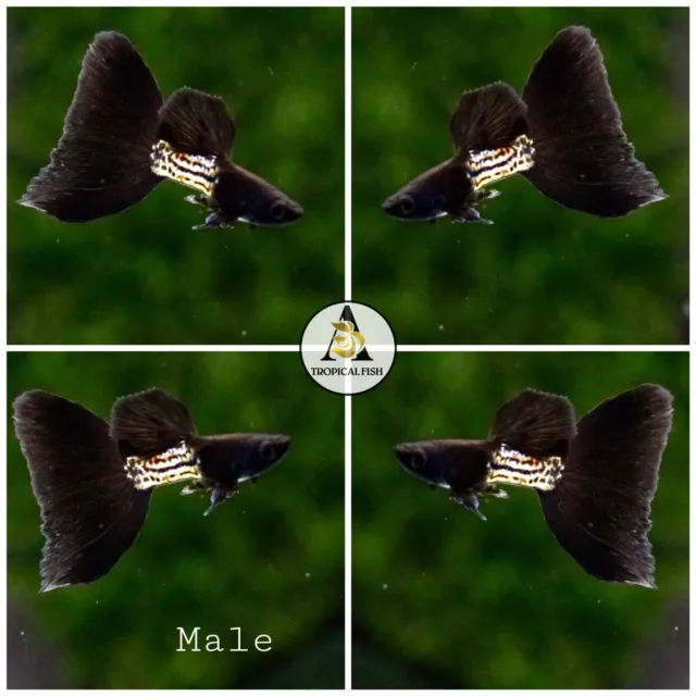 1 Pair  - Metal Black - High Quality Live Guppy Fish - USA Seller Grate A+++++