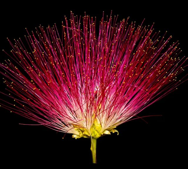 Albizia julibrissin DARK PINK SEEDS