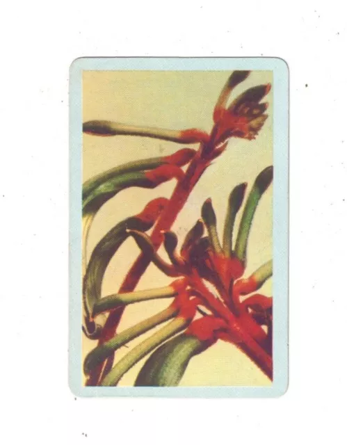 Swap Card - Original Golden Fleece 1960's - Tan No. 10B - The Large Kangaroo Paw