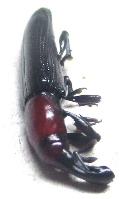 K013 MI : Curculionidae species? 11mm