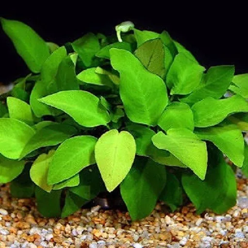 NOUVEAU anubia nana XL plante facile tres robuste