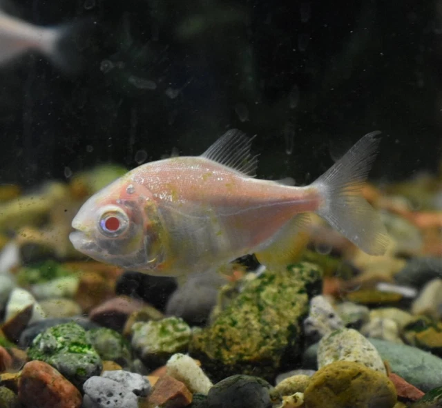 Live Albino Pacu (2.5" Juvenile Freshwater Aquarium Fish) PLS READ DESCR 4