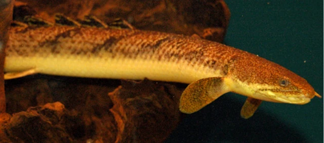 2 Gold Dust Bichirs and 2 Teugelsi Bichirs