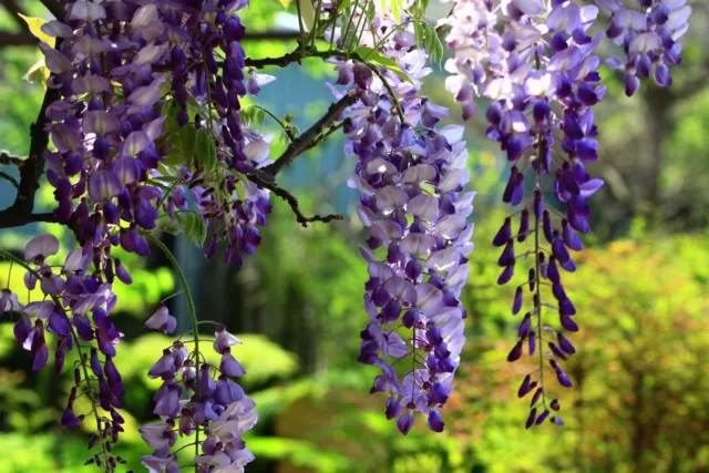 Wisteria Caroline Flowering Climbing Plant Grafted 3-4ft in a 3 Litre Pot