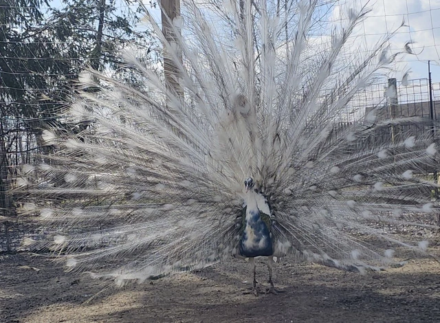 **  6 **  Mixed Colors Peacock Peafowl Eggs