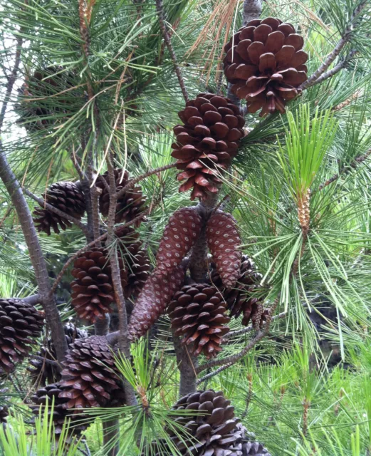 Pine cones 15 x 9cm  Natural pinecones Christmas Craft Decorations