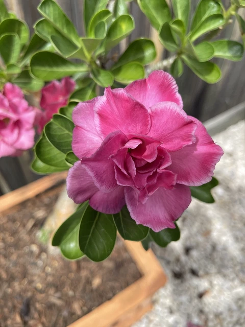 Desert Rose Raspberry Ripple ADENIUM OBESUM DESERT ROSE