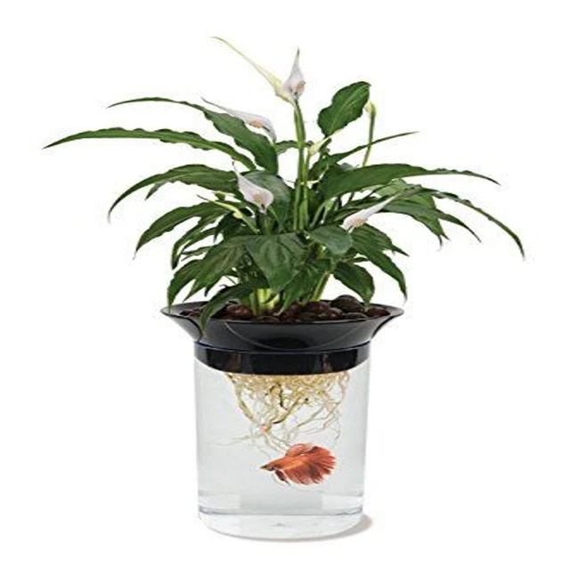Penn-Plax Aquaponic Planter and Aquarium for Betta 0.5 Gallon, Multicolor
