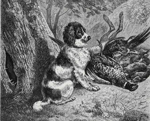 Dog Cocker Spaniel NAMED with Pheasants & Rabbits, 1870s Antique Engraving Print