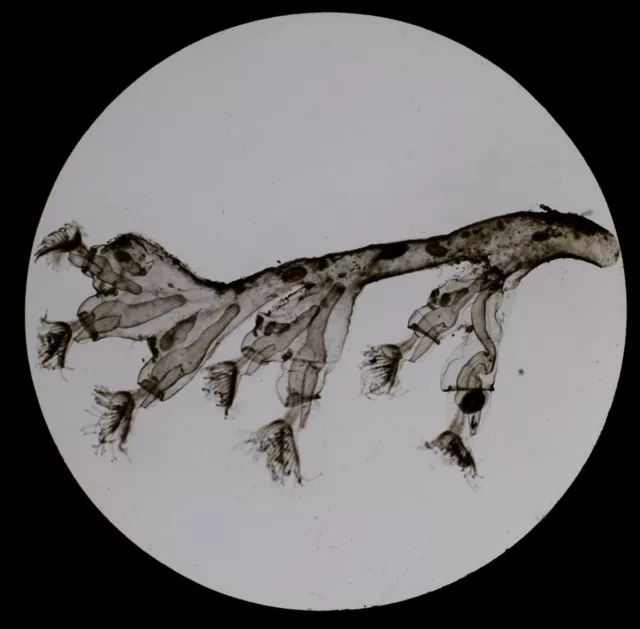 ANTIQUE Magic Lantern Slide COELENTERATA C1910 MICROSCOPE PHOTO
