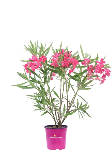 3 Piante Di Oleandro In Vaso ø9cm | Nerium Oleander | Colori Variabili | Ideale Per Giardini E Balconi - Foto 9