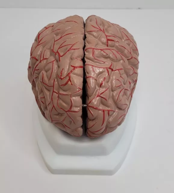 Scientific Human 8 Piece Brain Anatomical Organ Model  With Stand