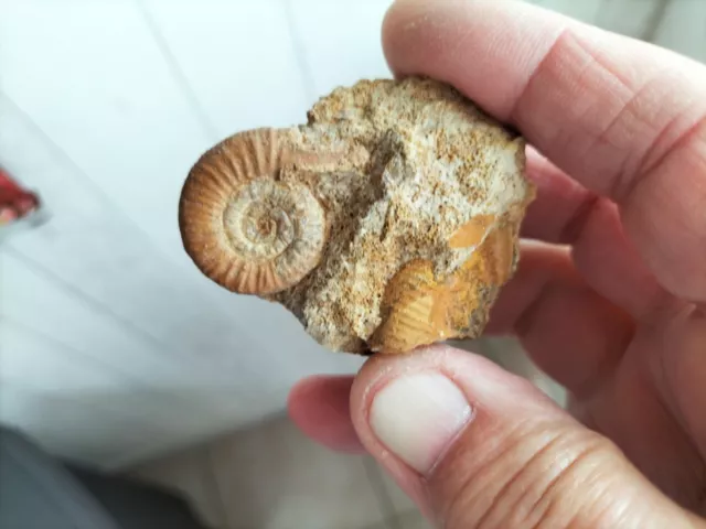 ammonite fossile