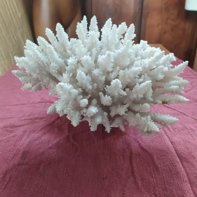 Blocco di Corallo  Acropora: Meraviglie Marine Allestimento Tassidermia-VINTAGE 2