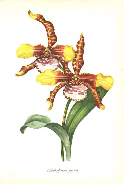ROSSIOGLOSSUM GRANDE TIGER ORCHID FLOWER, Exotic 1958 Botanical Floral Art Print