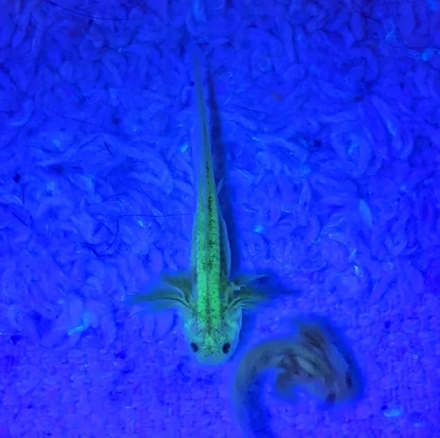 Live Fish Amphibian Axolotls GFP Leucistics