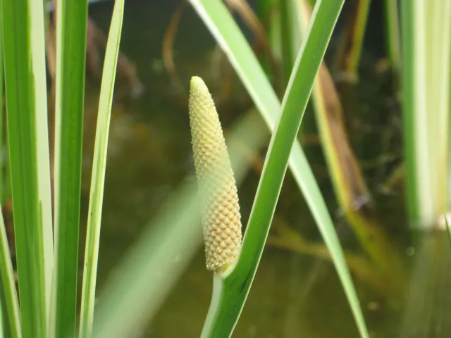 Bunter Kalmus, Acorus calamus variegatus Teichpflanzen Teichpflanze Sumpfpflanze