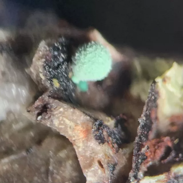 Rosasite Crystal Micro Tonopah-Belmont Mine Maricopa Co Arizona USA