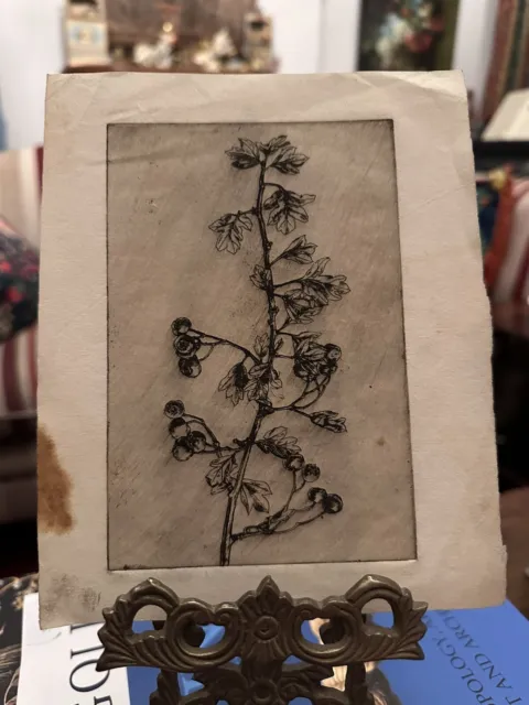 Early 20th century etching Print of flowers Antique Artwork