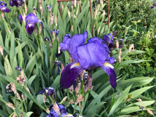 Schwertlilie dunkelviolett, Iris Rhizom, Wurzelstück, Knolle