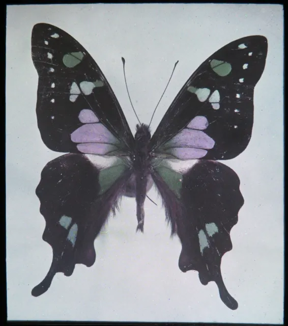 Antike getönte magische Laterne Rutsche lila Schwalbenschwanz Grafik Weiskei Schmetterling